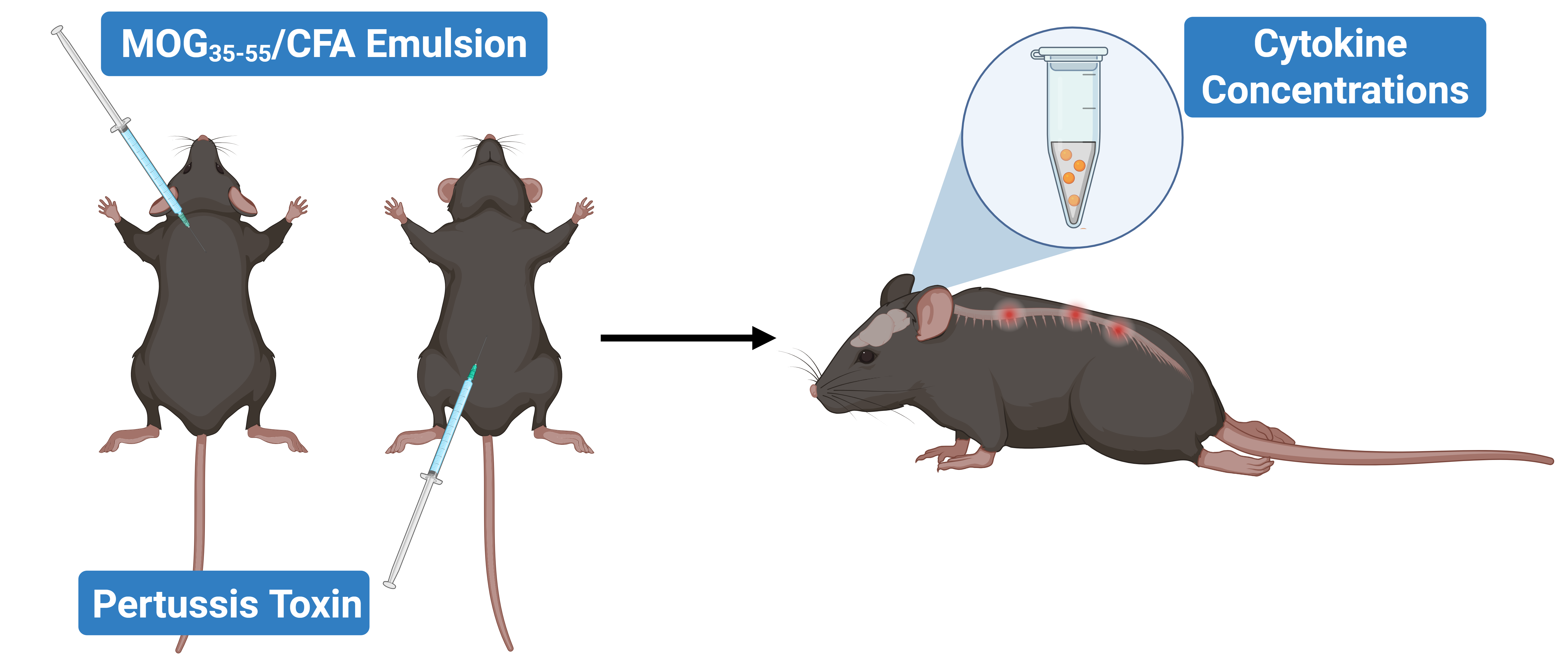 EAE Model and Cytokine Levels